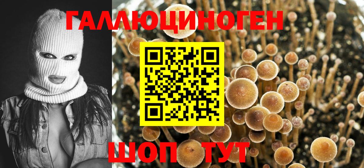 Галлюциногенные грибы Psilocybe Канаш