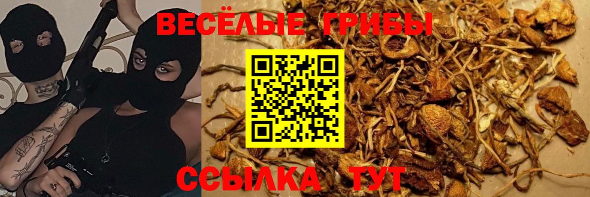 Канаш  Псилоцибиновые грибы Psilocybine cubensis  Вход с VPN  Галлюциногенные грибы Cubensis 